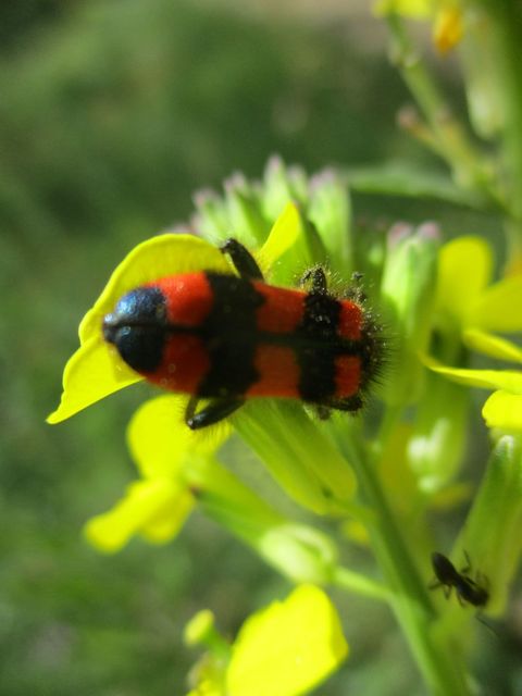 Trichodes favarius - hatfoltos méhészbogár