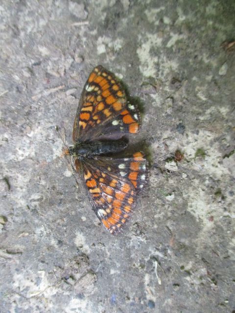 Euphydryas maturna - díszes tarkalepke