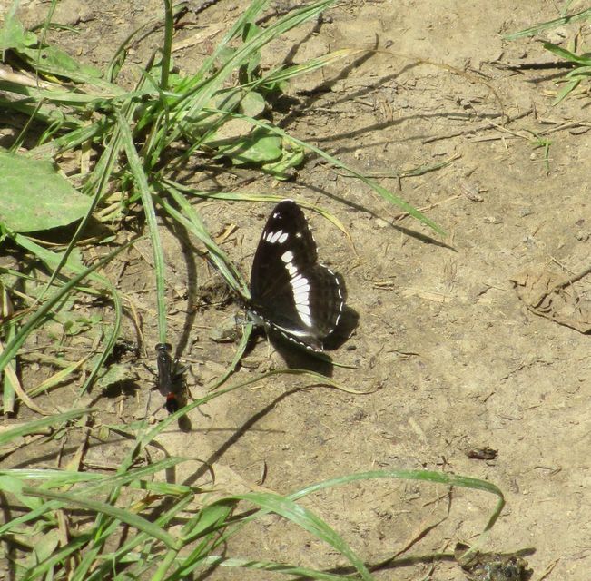 Limenitis camilla - kis lonclepke