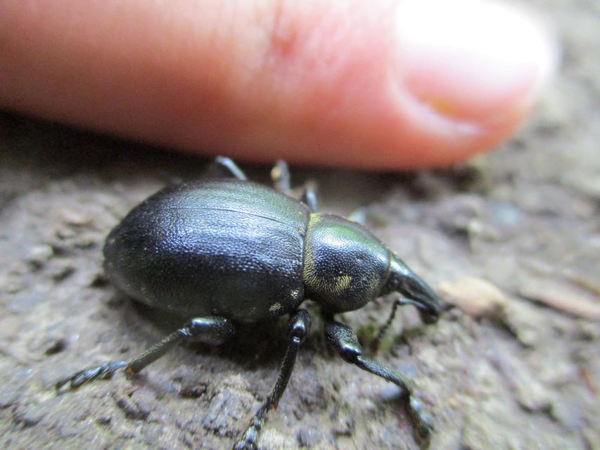 Liparus coronatus - kis turbolyaormányos