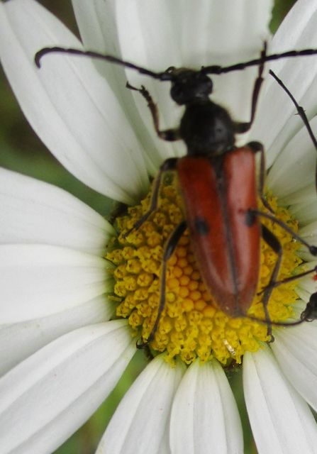 Vadonia unipunctata - kétpettyes virágcincér