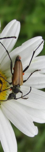 Stictoleptura fulva - vörhenyes virágcincér