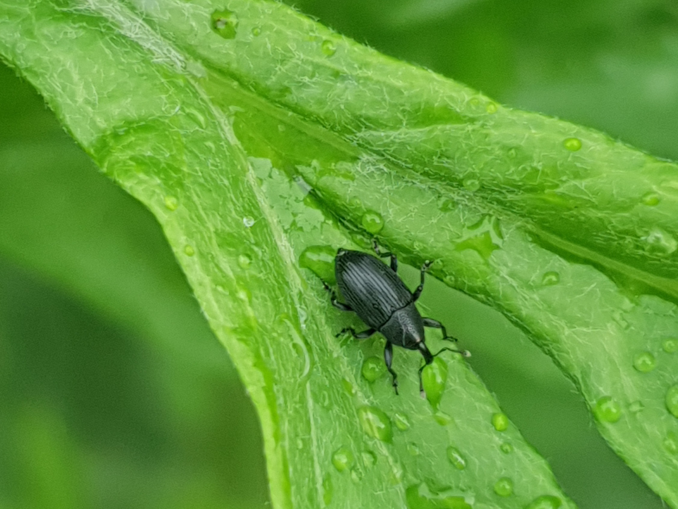 Baris artemisiae - feketeüröm báris