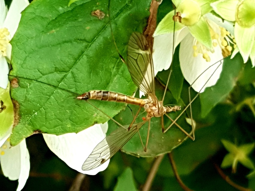 Tipula