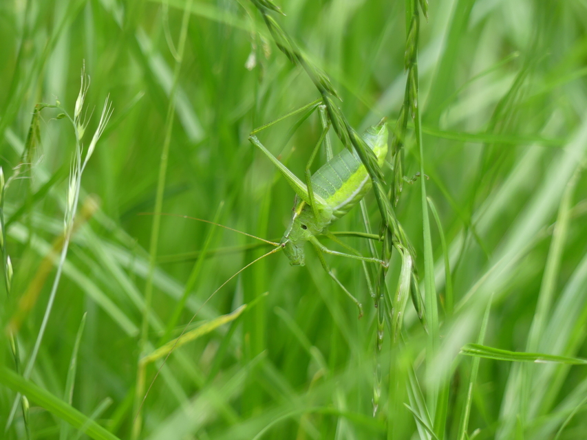 Isophya camptoxypha - kárpáti tarsza