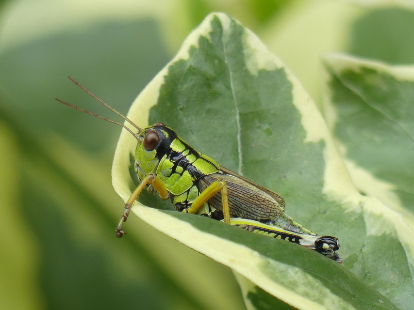 Miramella alpina - alpesi sáska