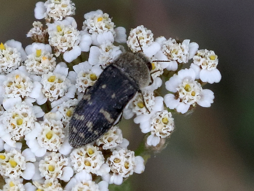 Acmaeoderella flavofasciata - sárgacsíkos zömökdíszbogár
