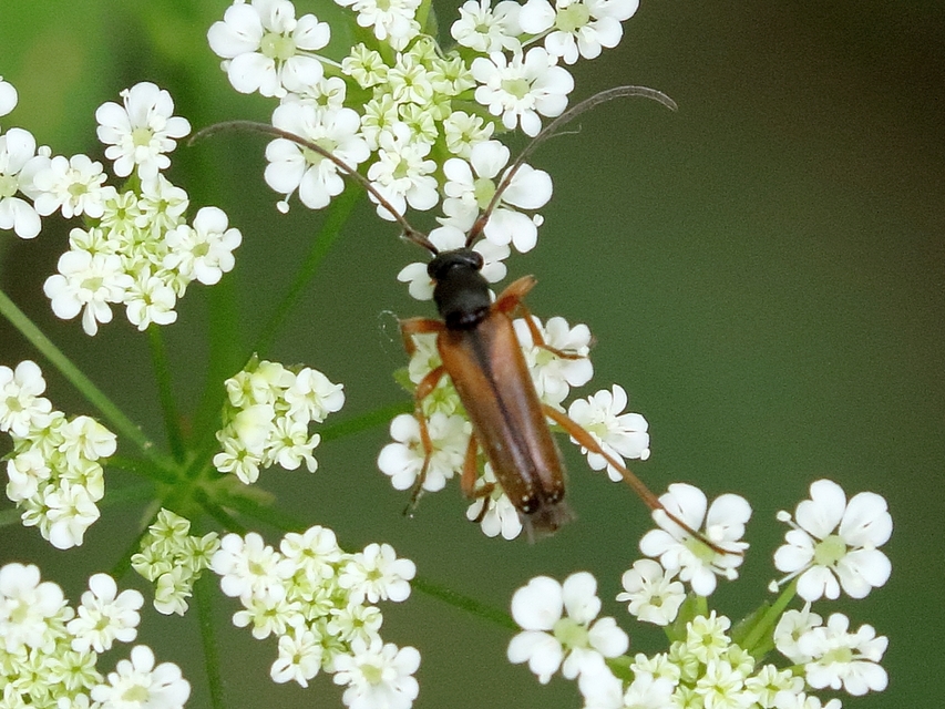 Alosterna tabacicolor - barna juharcincér