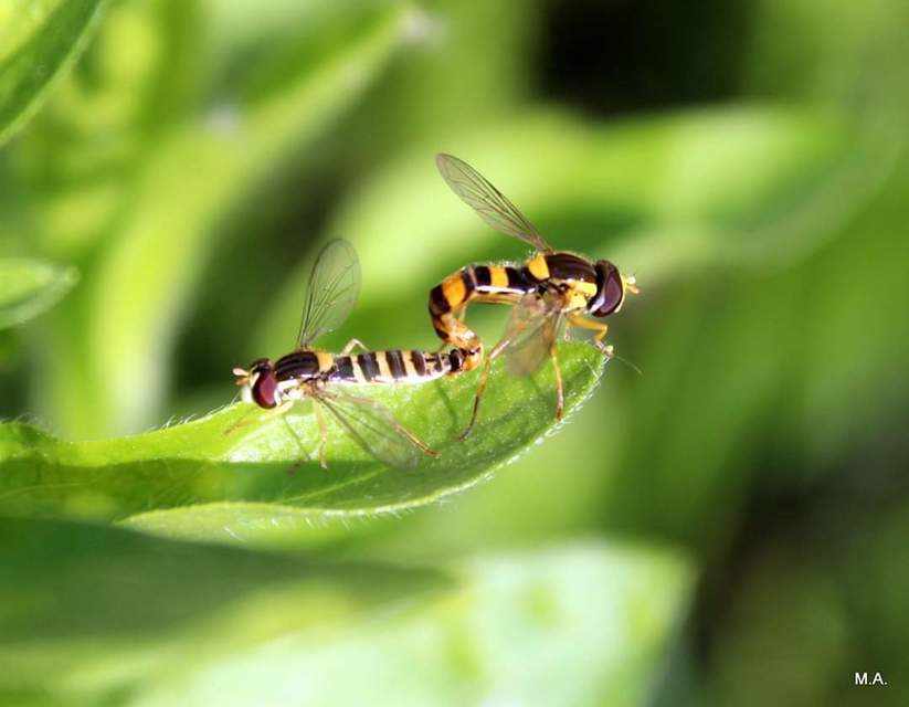 Sphaerophoria scripta - tarka darázslégy