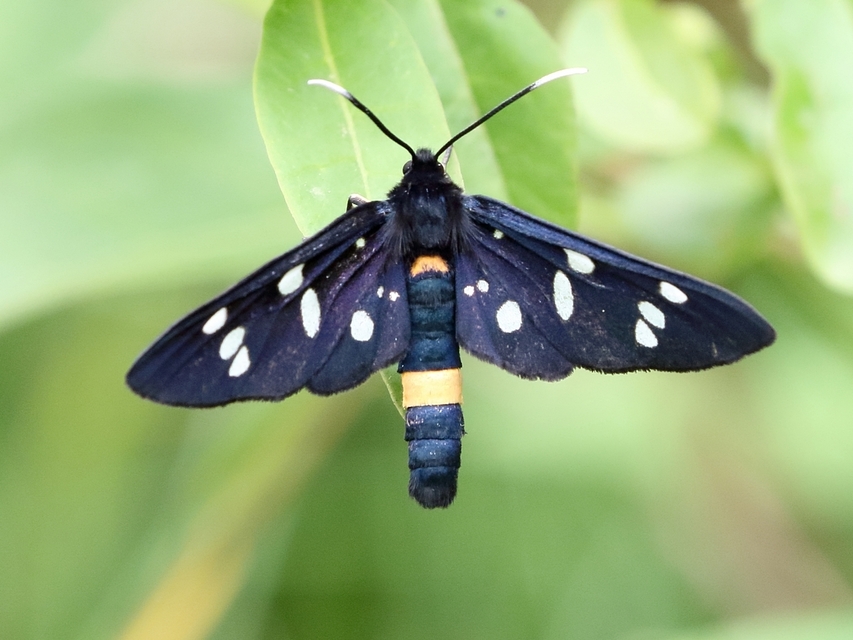 Amata phegea - fehérpettyes álcsüngőlepke