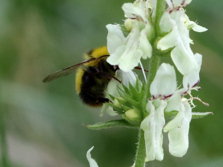 Bombus haematurus - mediterrán poszméh