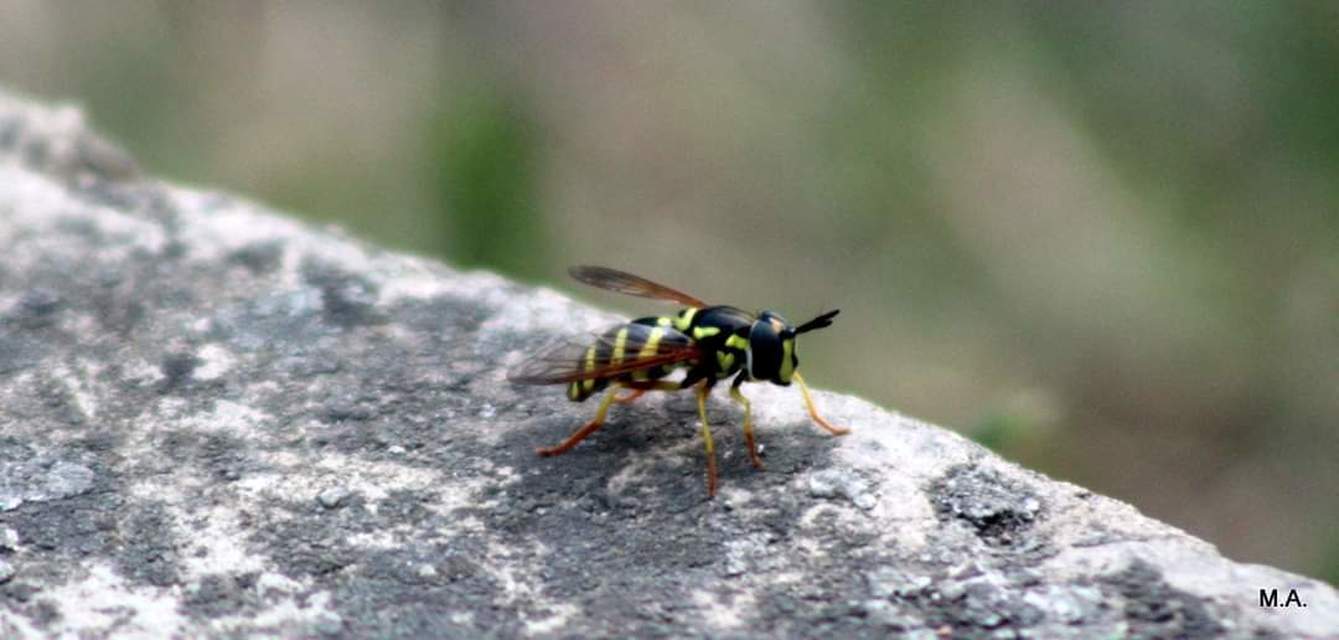 Chrysotoxum