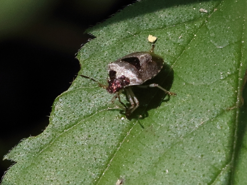 Stagonomus venustissimus - foltos feketefejű-poloska Stagonomus venustissimus - foltos feketefejű-poloska