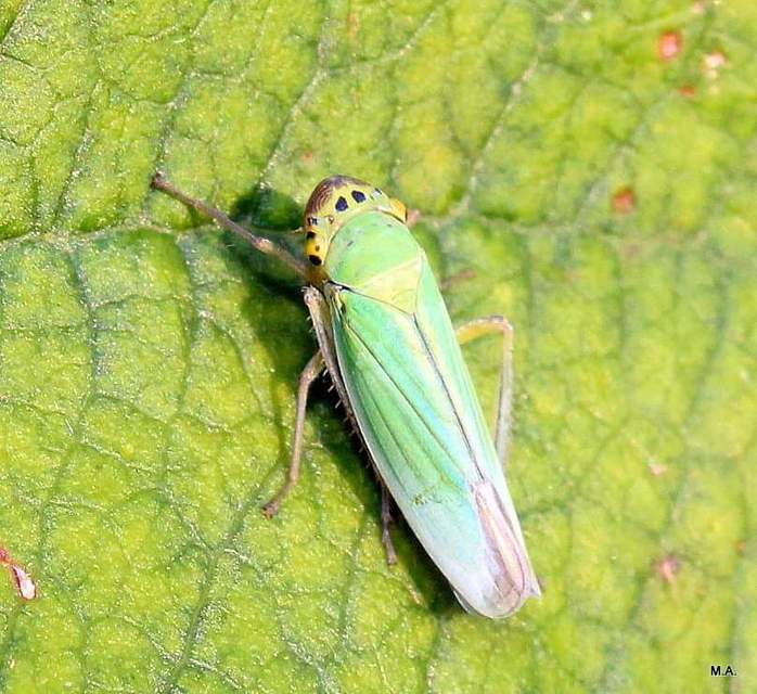 Cicadella viridis - méregzöld kabóca