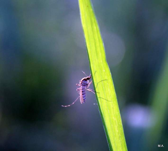 Culicidae - csípőszúnyogok