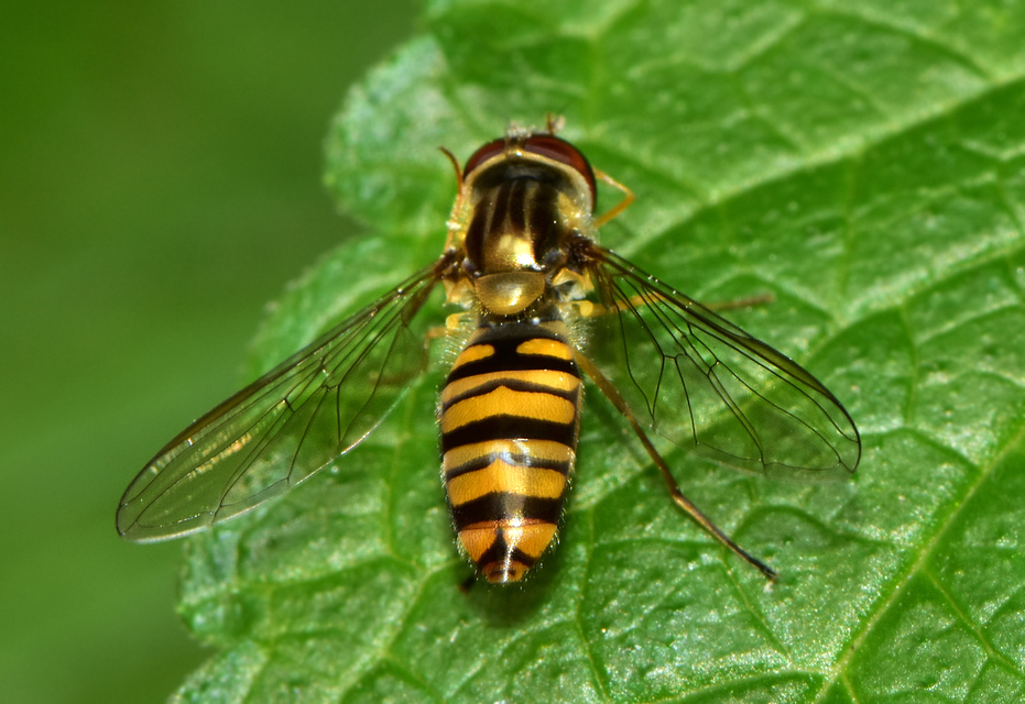 Episyrphus balteatus - ékfoltos zengőlégy