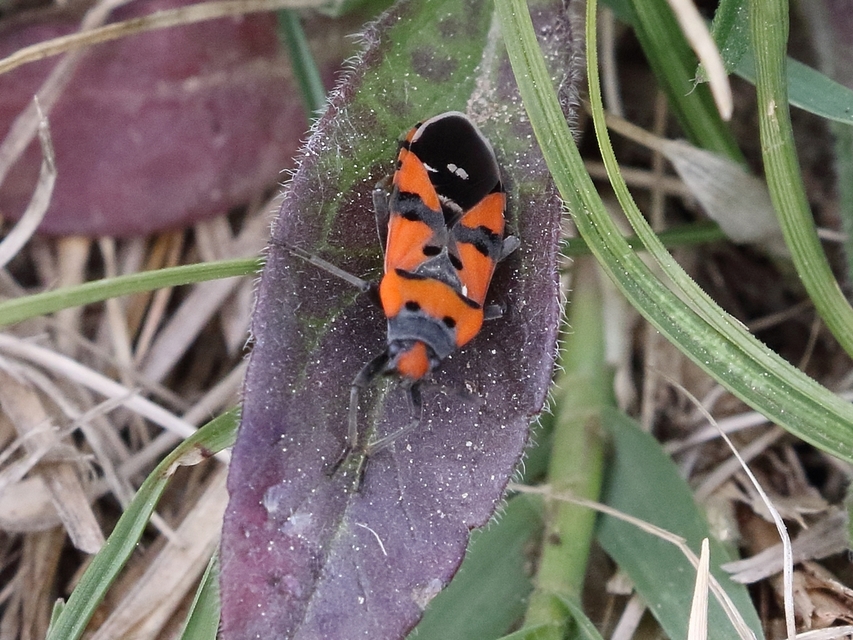 Lygaeus equestris/simulans