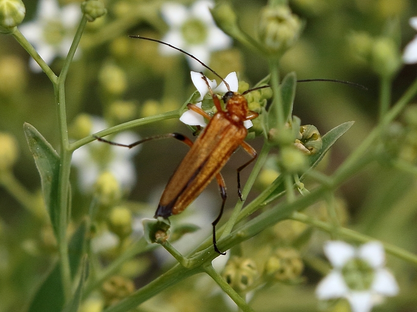 Oedemera podagrariae - székfű-álcincér