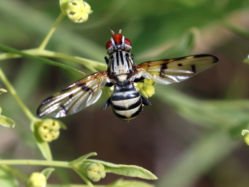 Otites formosa