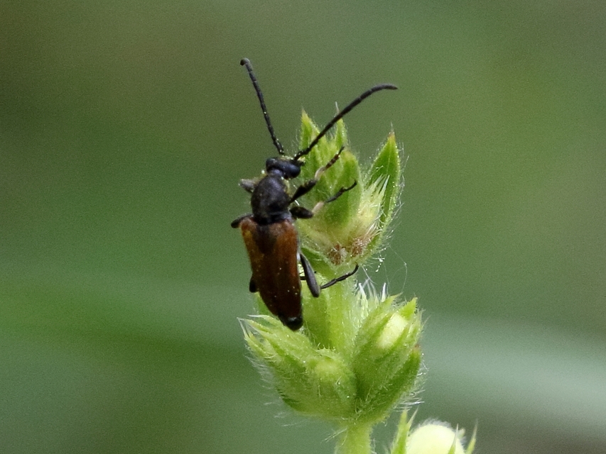 Pseudovadonia livida - barnás virágcincér