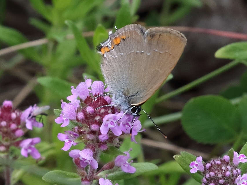 Satyrium acaciae - akác-csücsköslepke