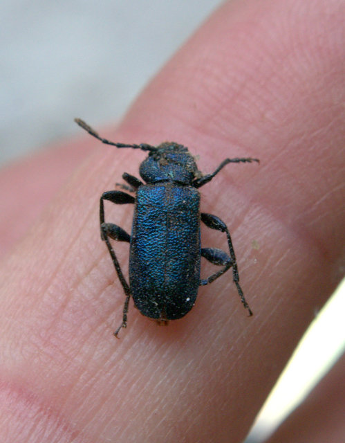 Callidium violaceum - kék korongcincér