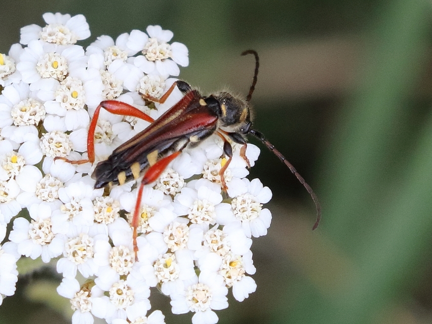 Stenopterus rufus - tarkacsápú keskenyfedőscincér