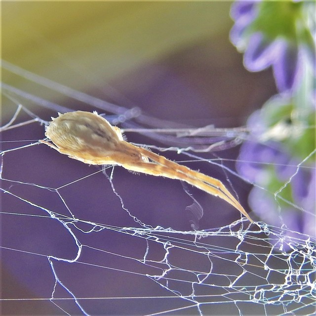 Uloborus walckenaerius - derespók