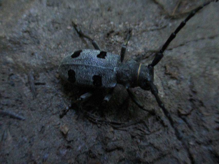 Morimus asper funereus - gyászcincér