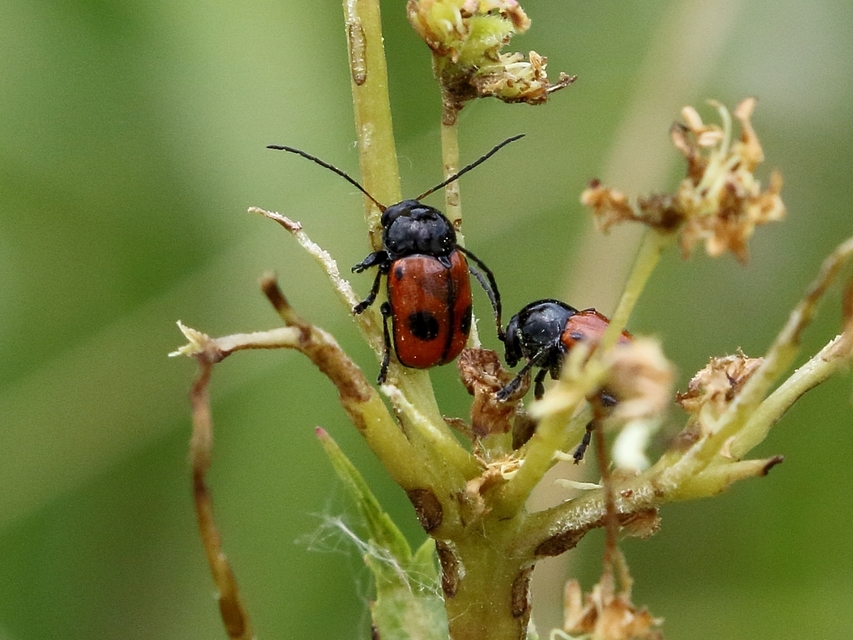Cryptocephalus bipunctatus - kétpettyes zömökbogár