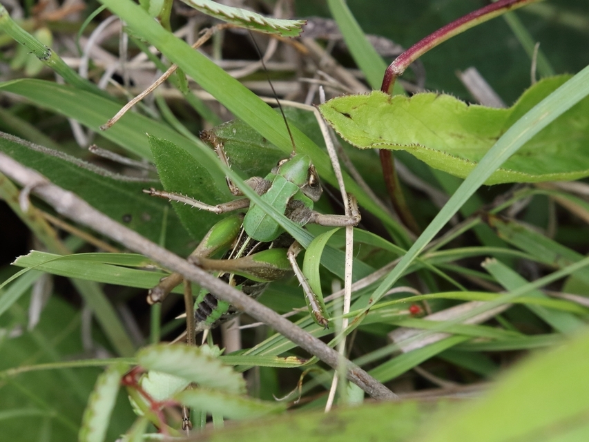 Decticus verrucivorus - szemölcsevő szöcske