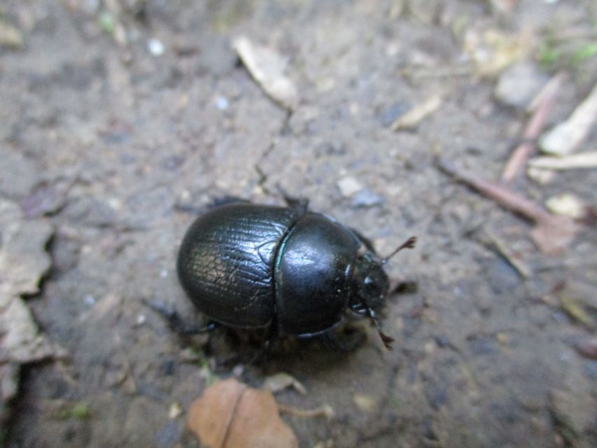 Anoplotrupes stercorosus - erdei álganéjtúró