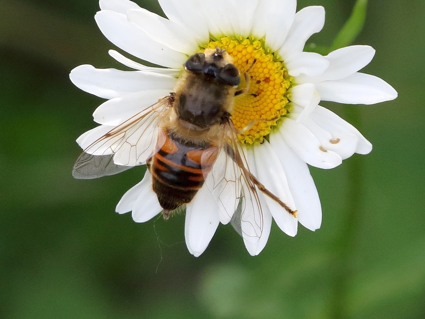 Eristalis tenax - közönséges herelégy