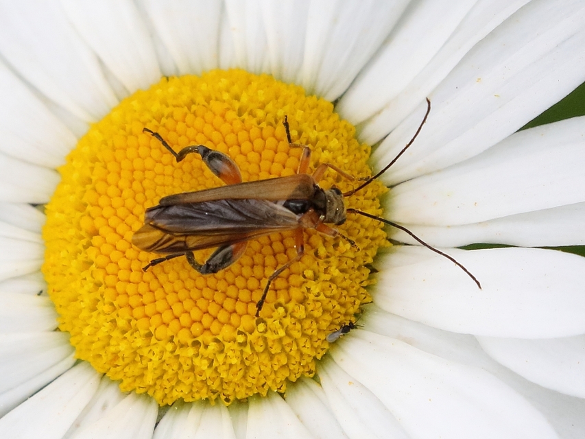 Oedemera podagrariae - székfű-álcincér