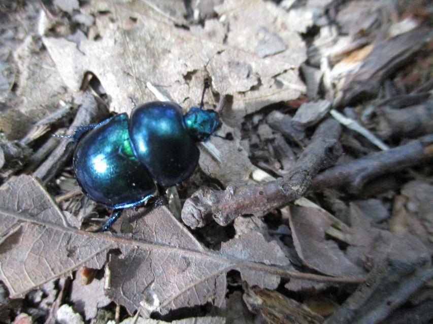 Trypocopris vernalis - tavaszi álganéjtúró