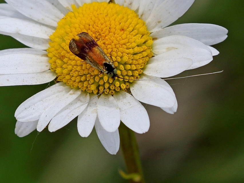 Nemophora