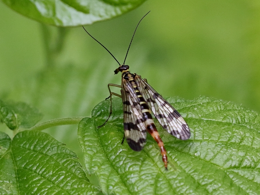 Panorpa vulgaris