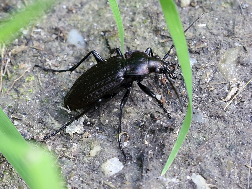 Carabus granulatus - mezei futrinka