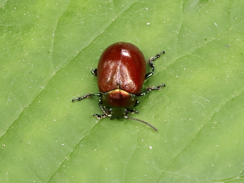 Chrysolina polita - réti mentalevelész Chrysolina polita - réti mentalevelész