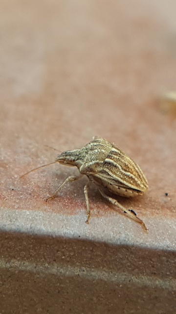 Ancyrosoma leucogrammes - vállas poloska