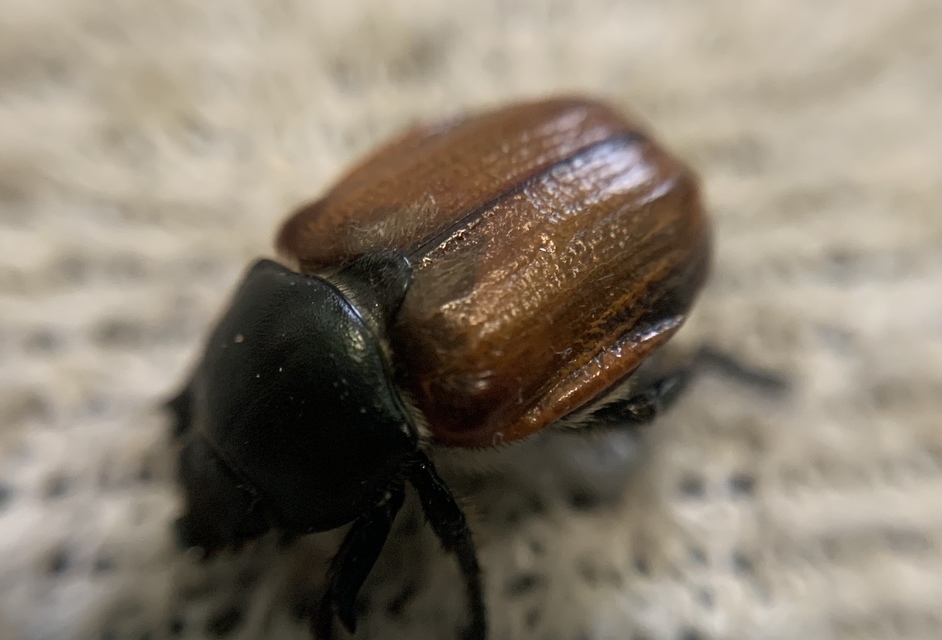 Anisoplia lata - széles szipoly Anisoplia lata - széles szipoly