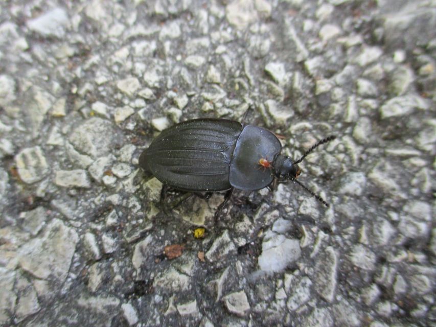 Silpha carinata - karimás dögbogár