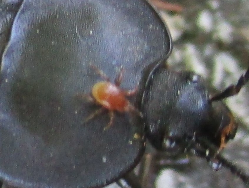 Parasitidae