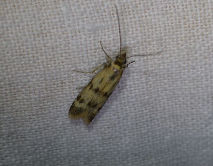 Homoeosoma sinuella - agyagsárga karcsúmoly