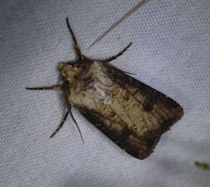 Agrotis clavis - zömök földibagoly