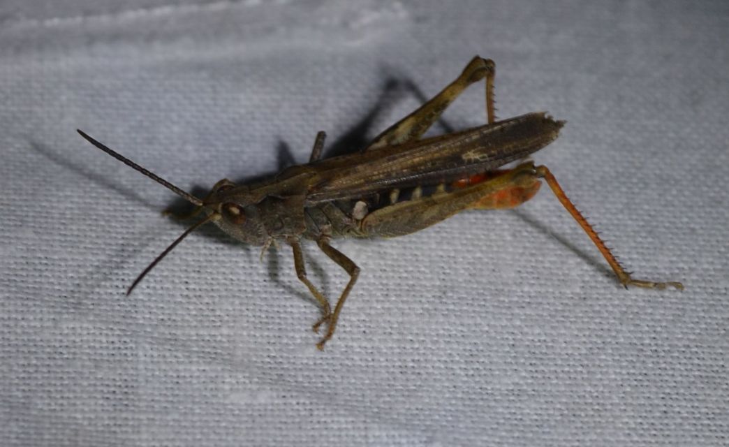 Chorthippus brunneus - közönséges tarlósáska