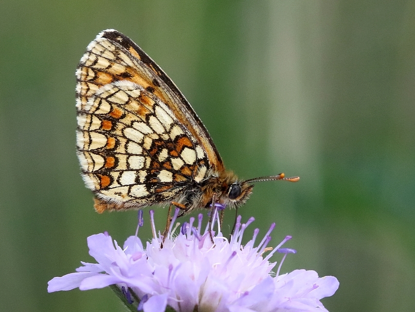 Melitaea athalia - közönséges tarkalepke