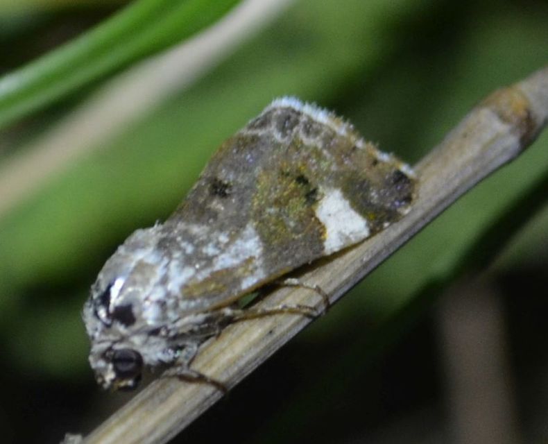Acontia lucida - fehér nappalibagoly
