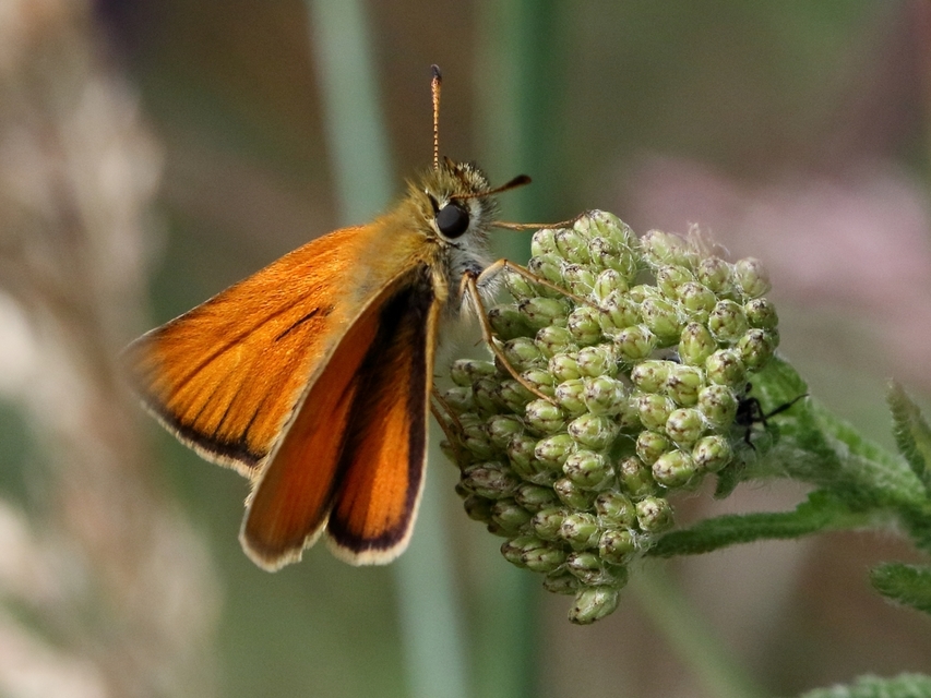 Thymelicus lineola - vonalas busalepke