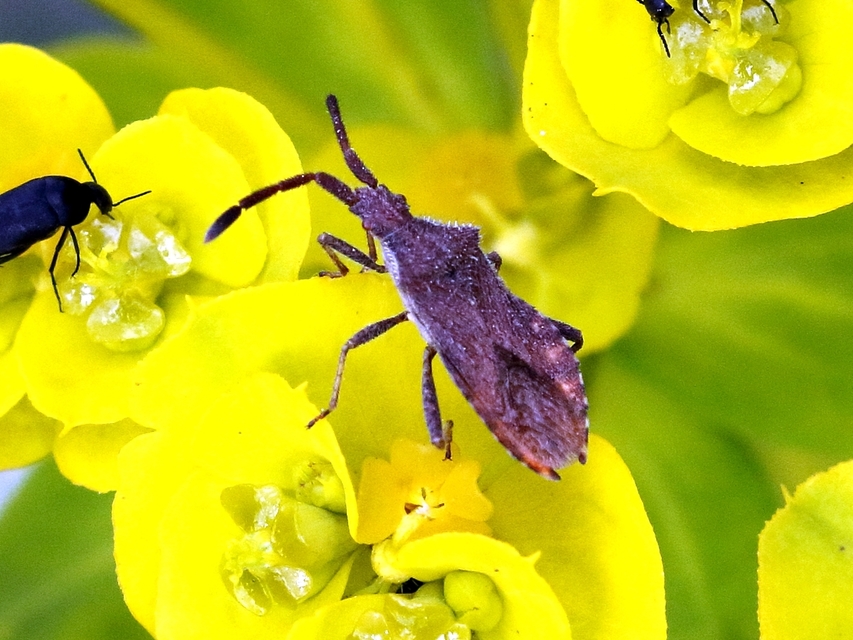 Coriomeris